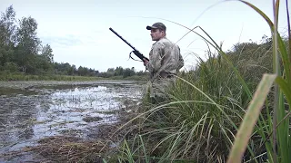 Северная утка пошла. Настрелял кучу мяса за час. Duck hunting in autumn.