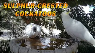 Sulphur Crested Cockatoos captured on Bird-cam in our garden.