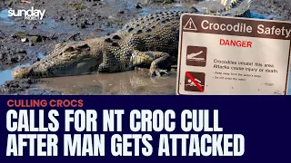 Calls For Crocodile Cull In The Northern Territory After Man Gets Attacked