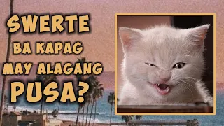 Pag-aalaga ng Pusa ay Magbibigay sayo ng Swerte HETO ANG MGA DAHILAN