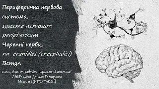 Периферична нервова система,systema nervosum periphericum Черепні нерви, nn. craniáles Вступ