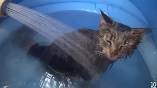 5 Cat's Bath Time. 5匹の猫のお風呂♨️