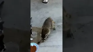 Funny Racoon Stealing