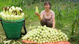 Harvesting Corn Go To Market Sell, Fertilizer For Vegetables || Phương - Free Bushcraft