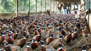 How to Pheasant Farm Produces Million Birds For Game ️- Modern Pheasant Hatchery Technology