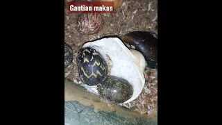 Kelomang lovers! Selesai makan, gantian  yang lain. Hermit crab.