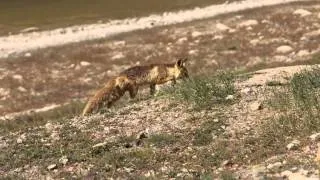 the Fox hunting a marmot (Лиса охотиться на сурка)