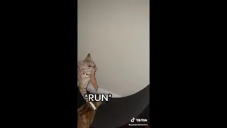 Hilarious cat stole a chicken and run...to the exercise wheel~~