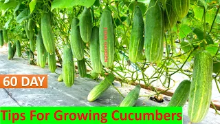 How to grow Cucumbers vertically, extremely lots of fruit | Tips For Growing Cucumbers