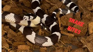 Do Snake Bites Hurt? (Showing small Kingsnake bites)