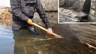 “OPENING DAY” Unclogging Culvert Clogged By Beavers !