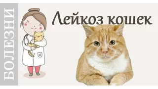 Лейкоз кошек. Кто болеет, признаки лейкоза, лечение. Советы ветеринара