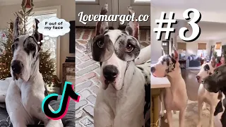 🤩Great Dane Dogs are the Funniest Breed - Funny Video Compilation #3