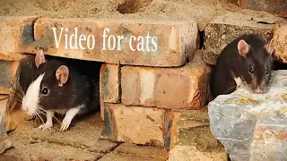 [No ADS] Cat Tv | Cave Mouse Hiding and Looking for Food Happyly | Paul Barder