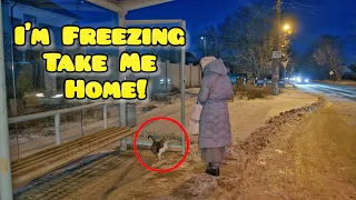 Bus Stop Cat Running Towards Everyone Asking to Save Her this Cold Winter Evening