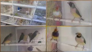 Lady Gouldian Finches| Pajaros Hermosos|Preparing for Breeding #ladygouldianfinch #finches #birds