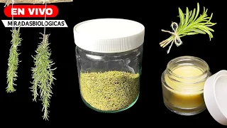 🔴 ROMERO Usos : Cosecha, Secado, Oleatos, Infusiones, Pomadas y más