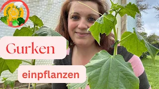 Gurken einpflanzen.🥒