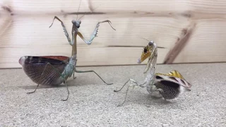 Mantis VS Mantis