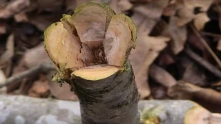 Batoning Wood with your Knife