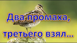 Охота на Вальдшнепа весна 2024, трофей добыт