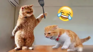 I CAN'T STOP LAUGHING with funny cat videos Part 1😅😅 MEOW MEOW funny animal videos