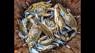 Crabbing with trot line from my boat  Chesapeake Bay Maryland for  blue crabs at sunrise