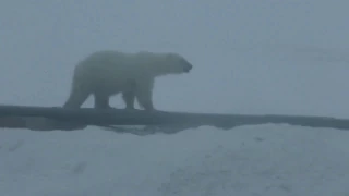 Белый медведь в Белушьей губе 2017