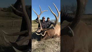 Monster Nebraska Bull Elk