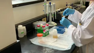 Splitting of an Urine Sample into Aliquots for Sending to the CTQ