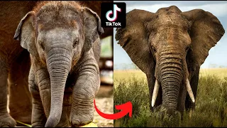 I'm a Big Kid Now Elephant grow up ~ Transformation of animals