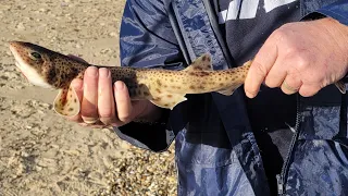 Norfolk sea fishing, North beach Great Yarmouth