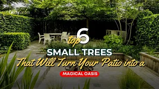 Top 6 Small Trees That Will Turn Your Patio into a Magical Oasis 🤩🏡