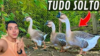 Soltei os Gansos Africanos No Lago | Ninho da Pata | Aves Recriar