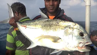 Scene of Various Giant fishes in the deep sea. Giant Trevally, Barracuda & Eel fish