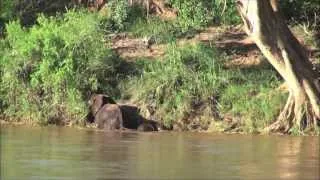 Baby Elephant in trouble