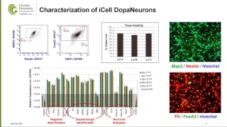 Human iPSC-derived  Midbrain Dopaminergic Neurons for Parkinson’s Disease Modeling and Cell Therapy