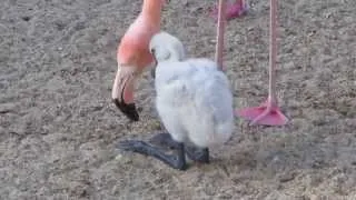 Newborn Flamingo San Diego Zoo 7/22/13