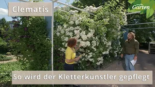 Clematis: Den Garten mit der Waldrebe gestalten | MDR