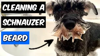 Schnauzer Grooming: Cleaning My Dog's DIRTY Beard
