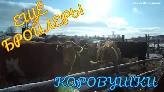 Коровки. Ещё бройлеры // Семья Фетистовых