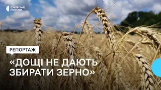 «Дощі не дають збирати зерно»: аграрії Полтавщини розпочали збір озимих культур