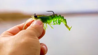This New Shrimp lure is IRRESISTIBLE!