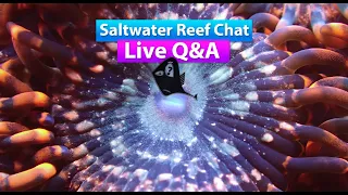 Saltwater Aquarium Reef Chat - Live Q&A