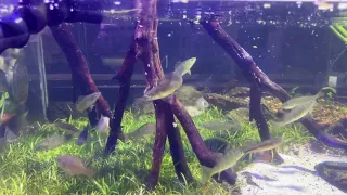 50 Yellow perch, crappie, and sunfish in my 240 gallon native tank for aquaponics