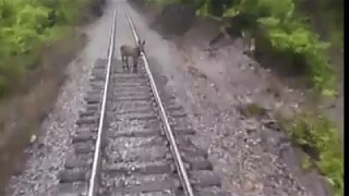 Train hits a donkey