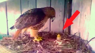 A farmer put a chicken egg into an eagle nest. This is how things turned out for the chick