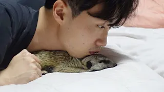 주인이 아팠을 때 고양이랑 미어캣 반응 Cat and meerkat reactions to sick owner