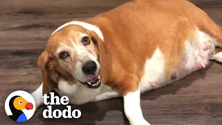 Woman Fosters A Very Pregnant Basset Hound | The Dodo Foster Diaries