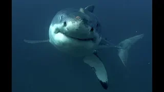 The Shark Scale: Shark Attack (1999)